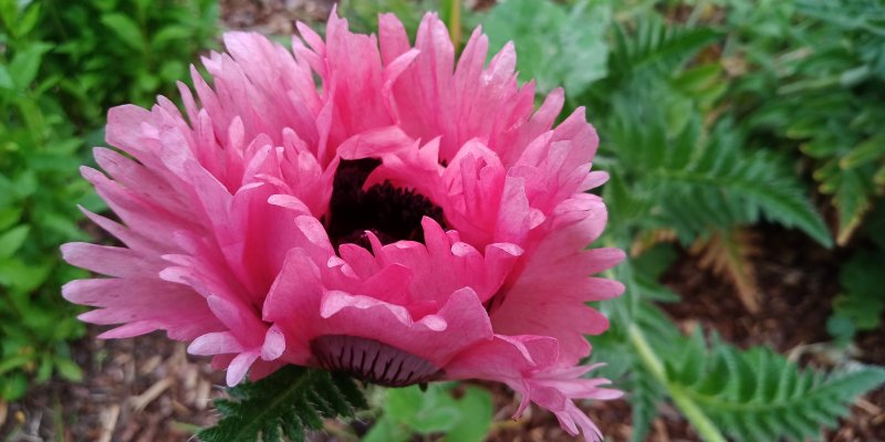 Papaver orientale 'Ruffled Patty' Idamagun